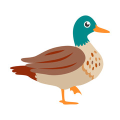 Cute domestic duck, farm animal flat vector illustration. Domestic animal isolated on white background