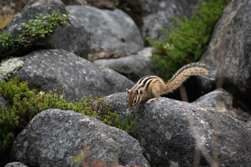 餌を探すシマリス