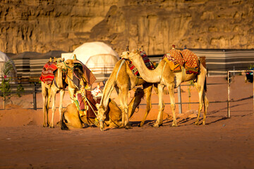 Landscape with camels in Wadi Rum desert, Jordan