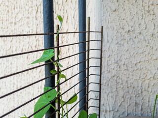 A young green sprout of a climbing plant reaches up on the balcony. Garden bindweed in a flower pot on a sunny terrace. Home gardering.