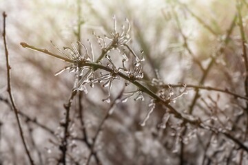 Tree branches with a layer of ice on it during freezing rain in winter, frostbite and environment, weather