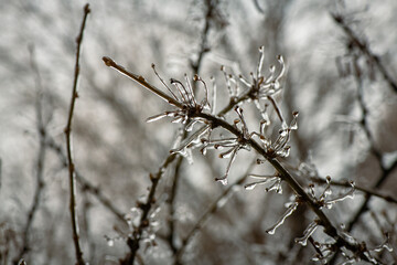 Tree branches with a layer of ice on it during freezing rain in winter, frostbite and environment, weather