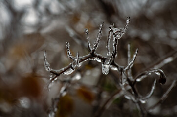 Tree branches with a layer of ice on it during freezing rain in winter, frostbite and environment, weather
