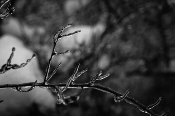 Tree branches with a layer of ice on it during freezing rain in winter, frostbite and environment, weather
