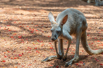 kangaroo with baby