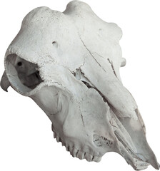 Isolated PNG cutout of an animal skull on a transparent background