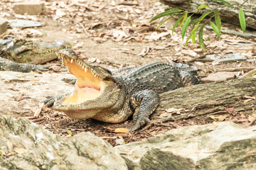 crocodile in the zoo