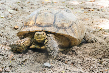 turtle on a rock
