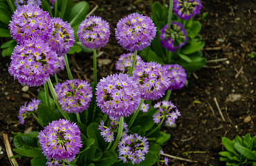 Obraz premium Blooming decorative onion in the garden in summer.
