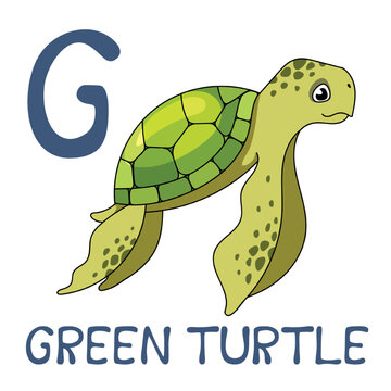 Cute Sea Animal Alphabet Series. G is for green turtle. Vector cartoon character design illustration.
