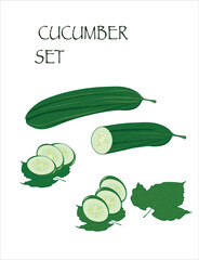 Cucumber with slices, flower and leaves on white background. Vector illustration.