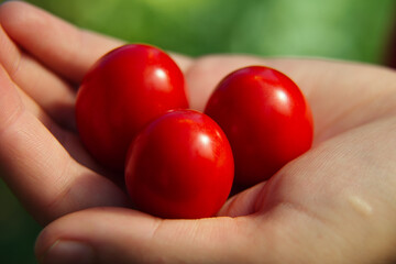 Tomatoes cherry in female hand. Selective focus, shallow depth of field.