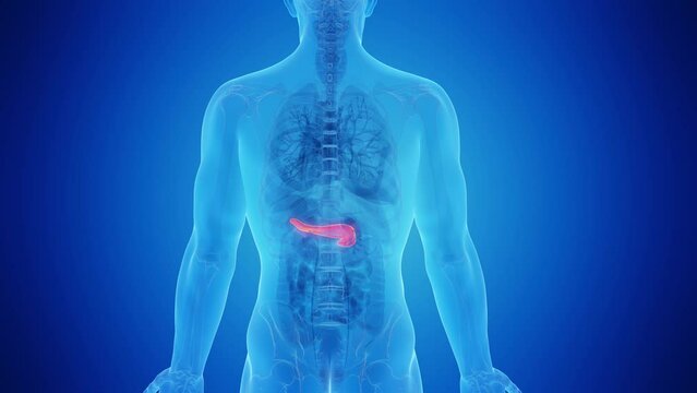 3d rendered medical animation of a healthy pancreas