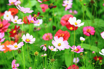 blooming Cosmos bipinnatus,Garden cosmos,Mexican aster flowers,many beautiful colorful Cosmos flowers blooming in the garden 
