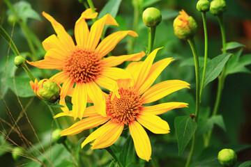 beautiful view of blooming Mexican Sunflowers,Tithonia flowers,close-up of yellow flowers blooming in the garden in autumn 
