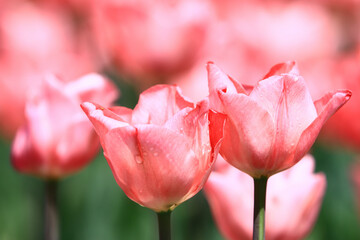 blooming colorful Tulip flowers with raindrops,close-up of beautiful pink Tulip flowers blooming in the garden
