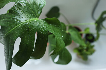 
green houseplants with water drops