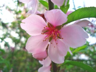 A flowers on Peach tree