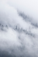 Fototapeta na wymiar Sapins dans les nuages