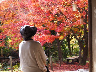 赤く紅葉する紅葉を座って眺める高齢女性の後ろ姿