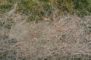 Auf Feld trockenes Heu, Gras, Ernte