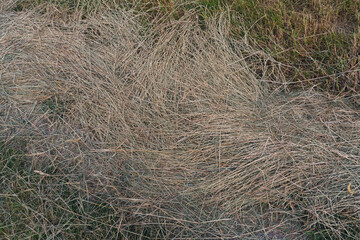 Auf Feld trockenes Heu, Gras, Ernte