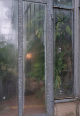 Fensterglas, Gewächshaus, Pflanzen
