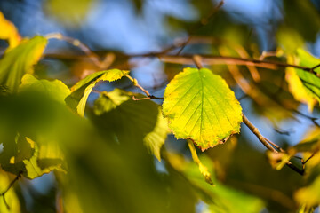 feuille arbre hêtre automne hiver saison planète