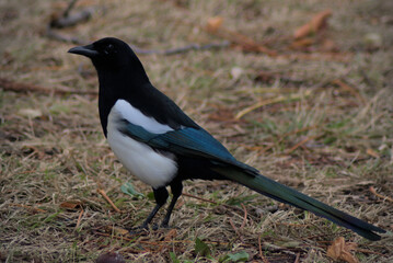 Pica pica. Magpie on the grass