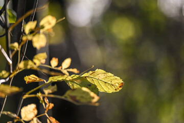 feuille arbre hêtre automne hiver saison planète