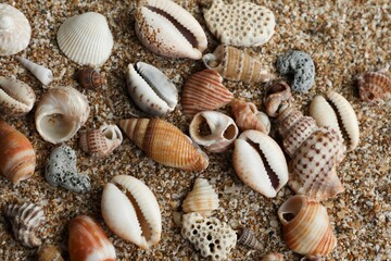 Seashells on sand background.