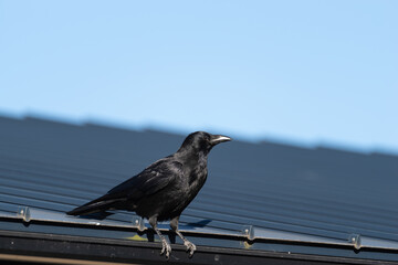 屋根の上のカラス