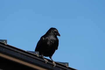 屋根の上のカラス