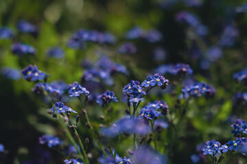 Macro of slowers in the sunlight
