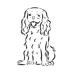 Cavalier King Charles Dog Vector Image Silhouette