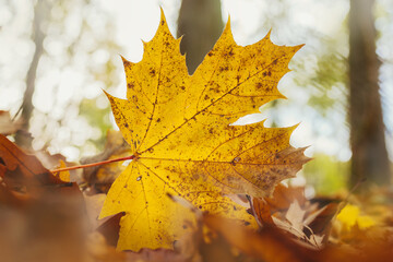 Goldgelbes Laub Blatt, stehend Gegenlicht
