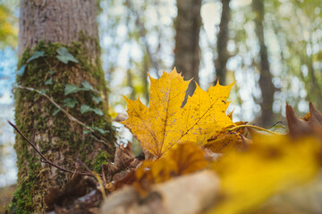 Goldgelbes Laub Blatt, stehend Gegenlicht