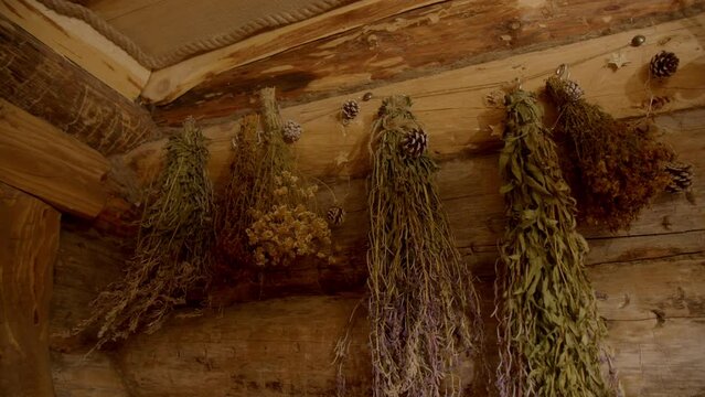 Various sauna accessories in wooden Finnish sauna or Russian banya with traditional dryed aromatic herbs on wall. Tutsan, chamomile, Ivan tea bouquets. Natural spa treatment