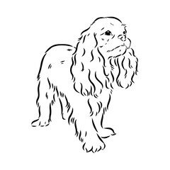 Cavalier King Charles Dog Vector Image Silhouette
