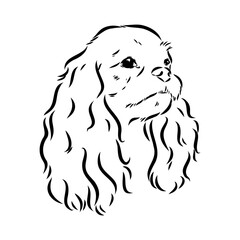 Cavalier King Charles Dog Vector Image Silhouette
