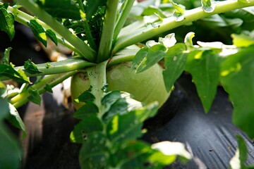 겨울에저장해서먹는월동무우입니다