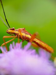 grasshopper on a leaf