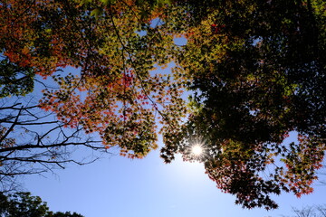 アサギマダラと秋桜
