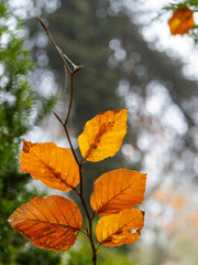 Natur, Wandern, Wald, Buchenlaub Herbst