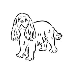 Cavalier King Charles Dog Vector Image Silhouette