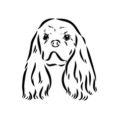 Cavalier King Charles Dog Vector Image Silhouette
