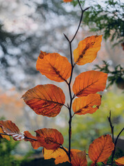 Natur, Wandern, Wald, Buchenlaub Herbst