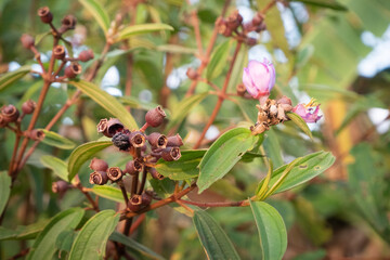 selective focus on wild plants in Indonesian called senggani, usually also used as ornamental plants and can be efficacious as herbal medicine, such as treating canker sores and stopping bleeding