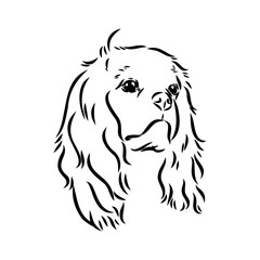 Cavalier King Charles Dog Vector Image Silhouette