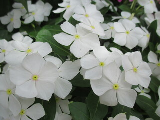 初夏の花壇に美しく咲く、白が鮮やかなニチニチソウの花